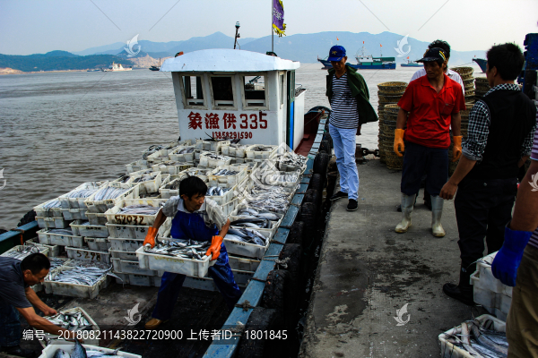 石浦漁港碼頭捕撈魚類
