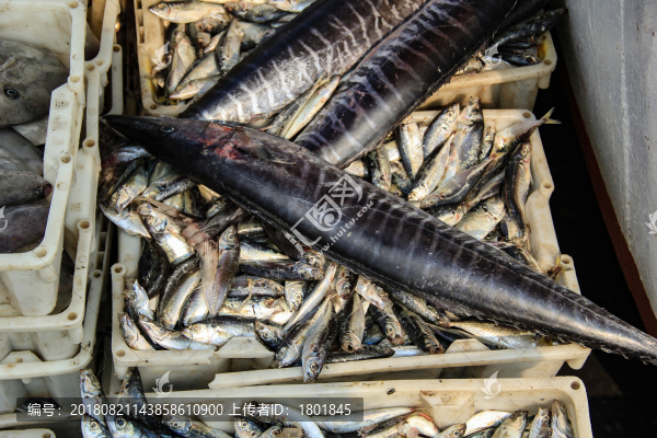 石浦漁港碼頭捕撈魚類