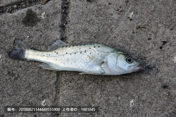 海鱸魚