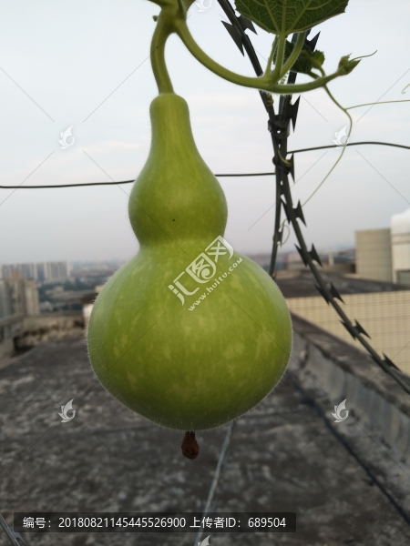 葫蘆果