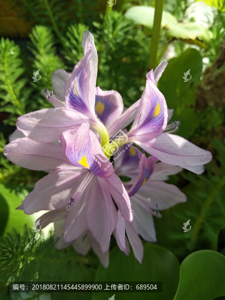 水葫蘆花