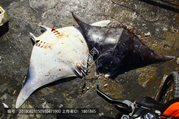 石浦漁港碼頭捕撈魚類