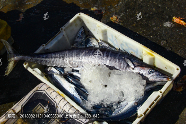 石浦漁港碼頭捕撈魚類