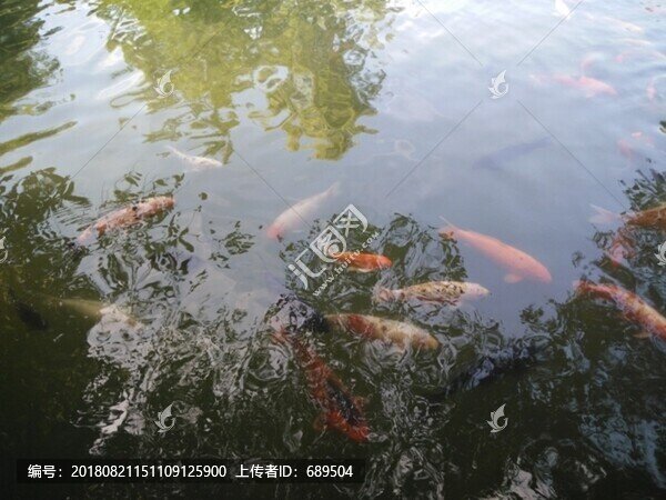 錦鯉