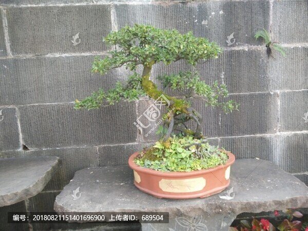 盆景盆栽