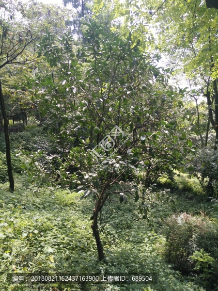柚子樹