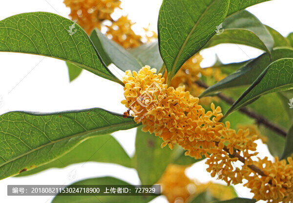 桂花枝