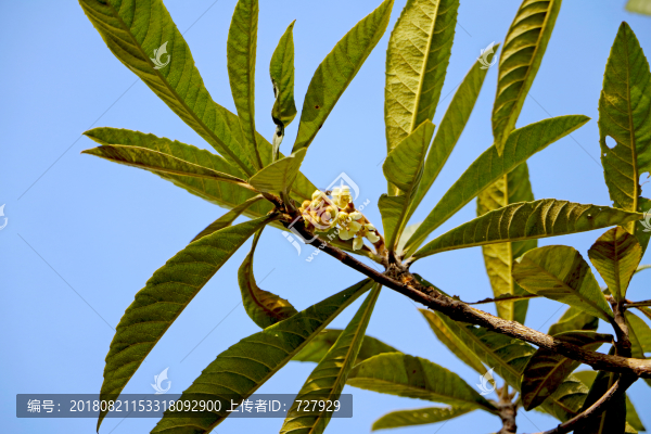 枇杷花枝