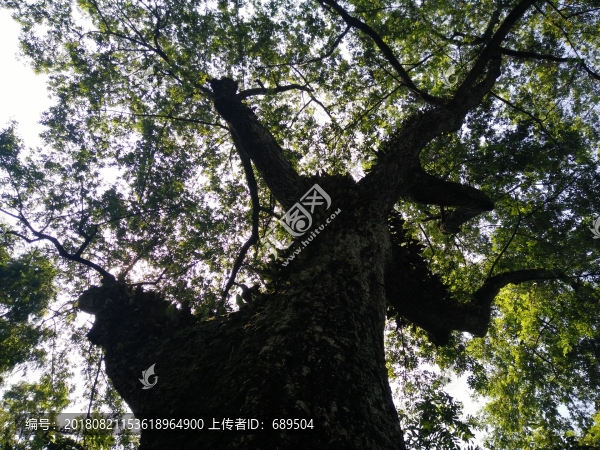 古樹松柏