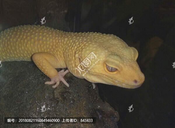 動物