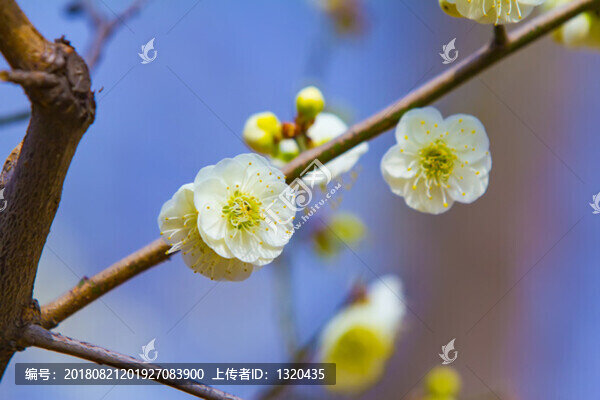 梅花