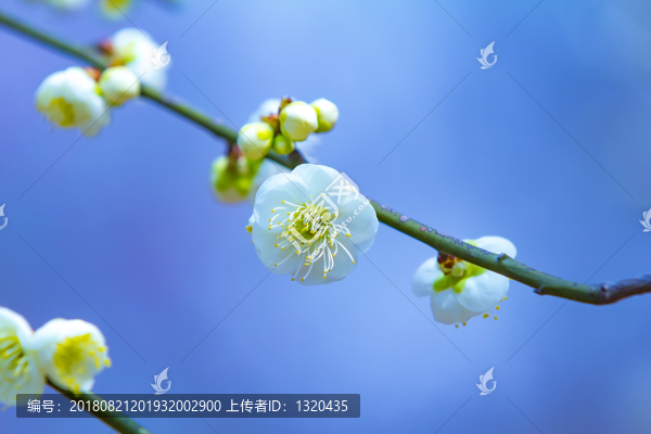 梅花