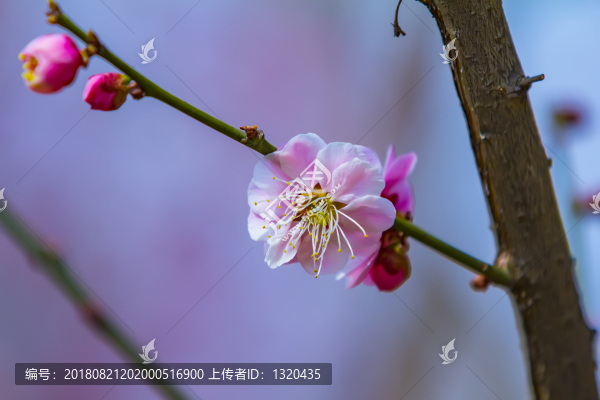 梅花
