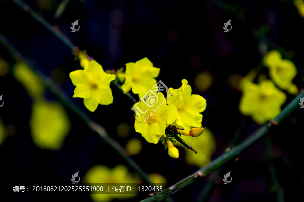 迎春花