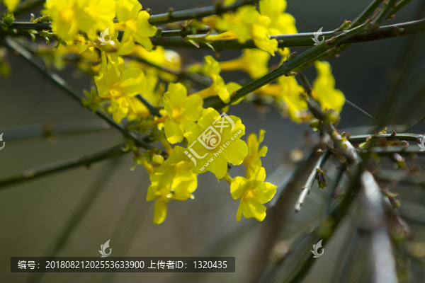 迎春花