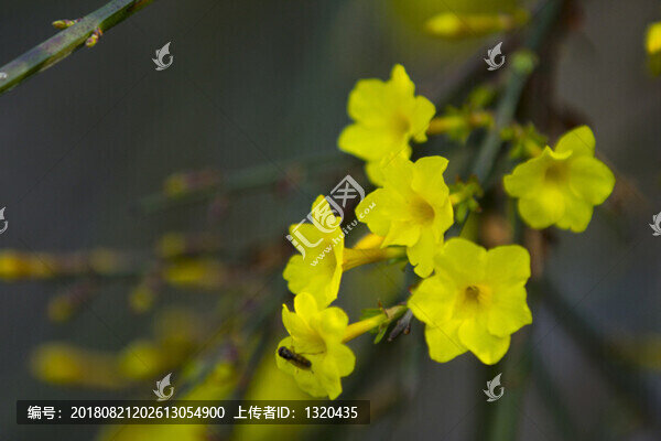 迎春花