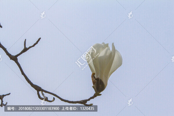 玉蘭花
