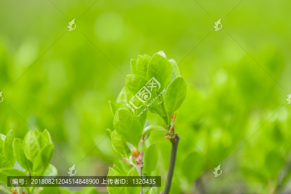 枝芽