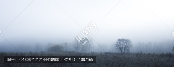 霧中仙境