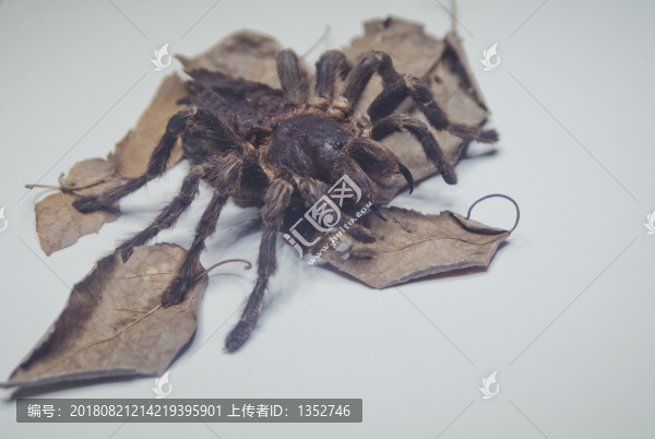 蜘蛛
