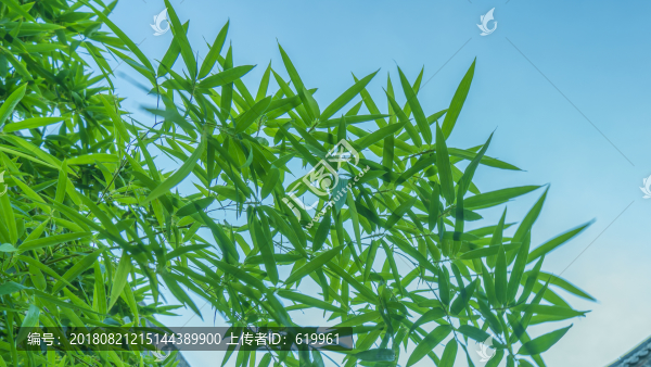 竹葉