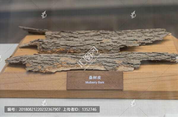 桑樹皮