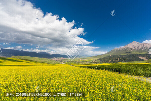 青海祁連山下油菜花海風光