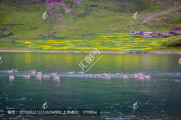 西藏高原羊卓雍措水鳥風(fēng)光