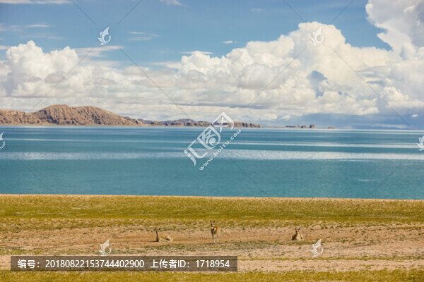 西藏阿里藍天白云神山圣湖藏羚羊