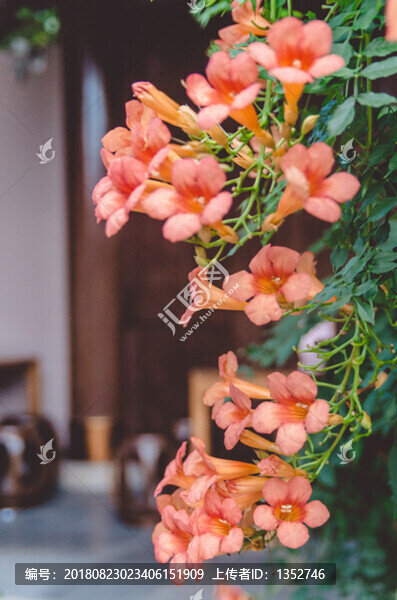 凌霄花