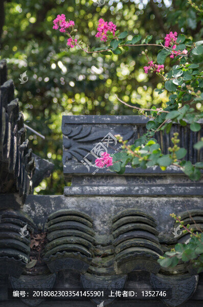 紫薇花