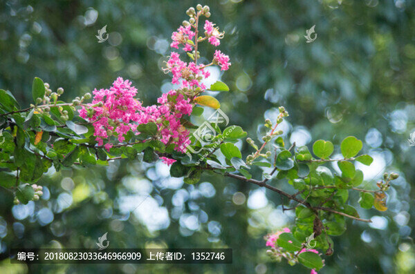 紫薇花