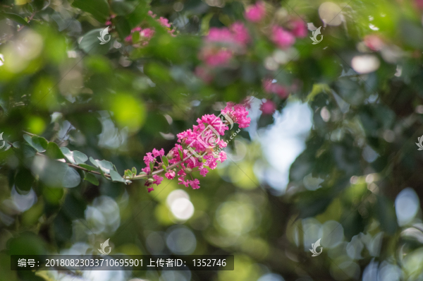 紫薇花