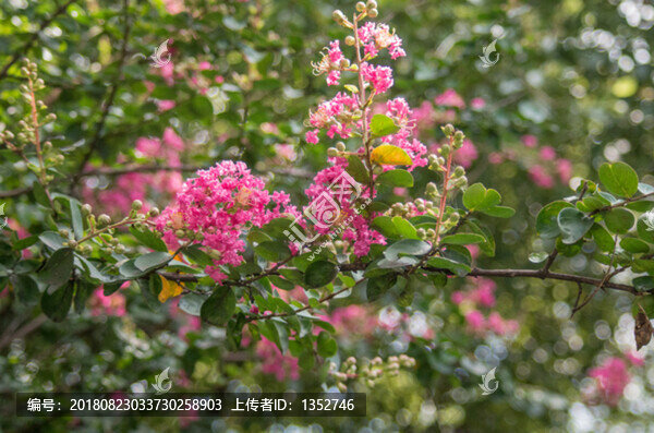 紫薇花