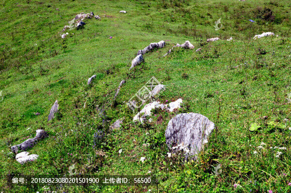 高山草甸