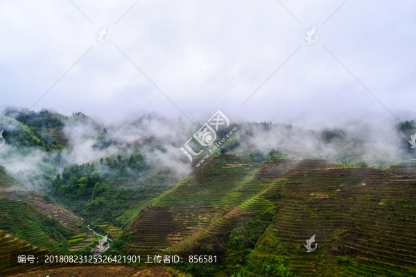 龍脊梯田