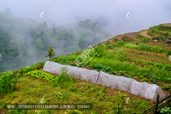 龍脊梯田