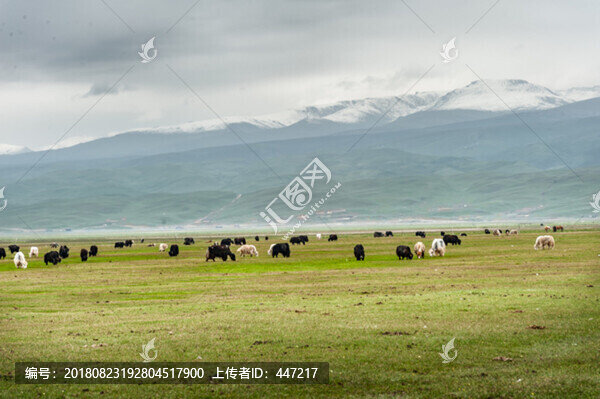 青海祁連山風(fēng)光