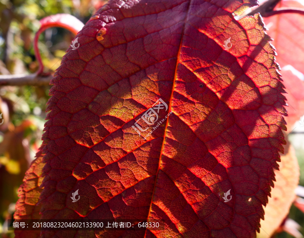 紅葉