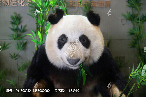 熊貓