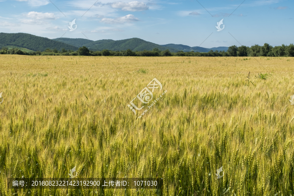 成熟麥田