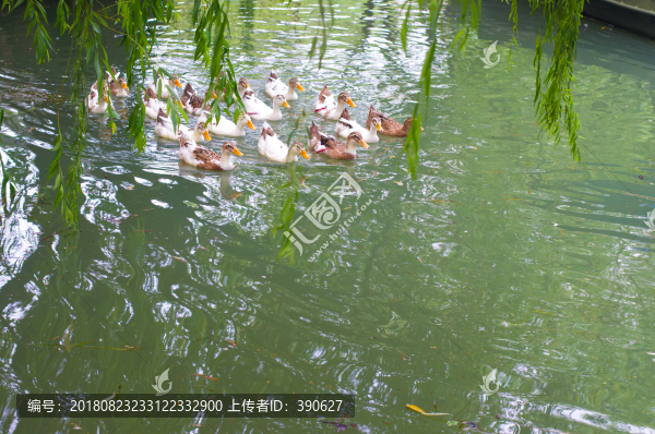 放養(yǎng)麻鴨