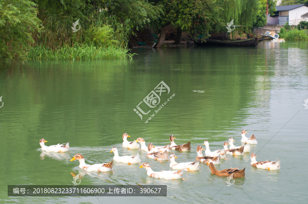 散養(yǎng)鴨群