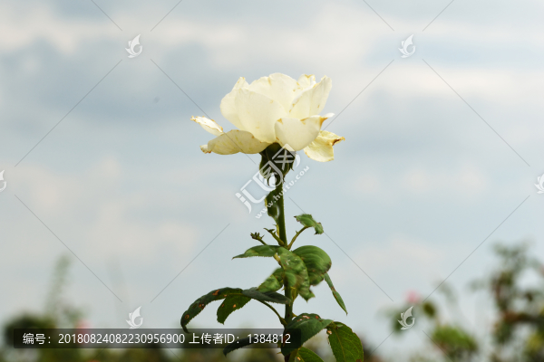 月季花園