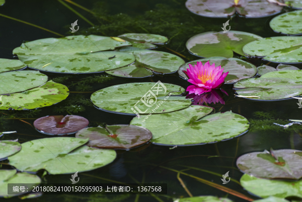 荷塘蓮花