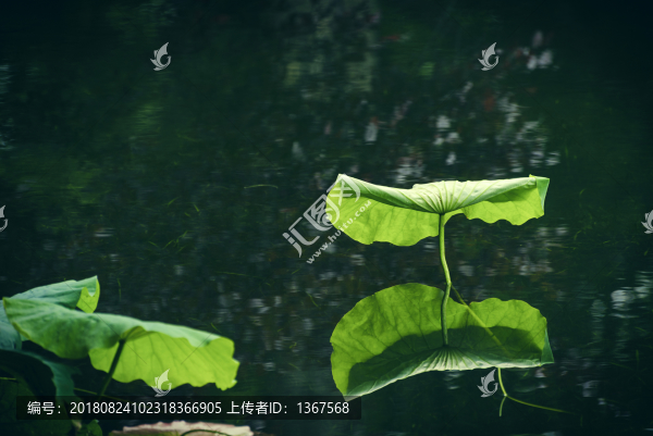 荷葉倒影