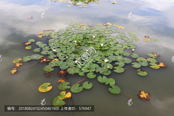 I水面荷葉