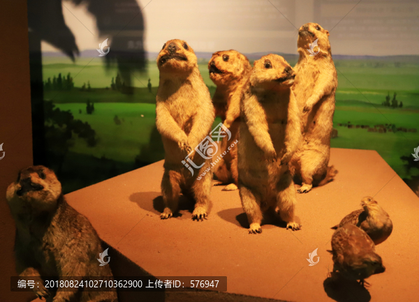 草原旱獺標本