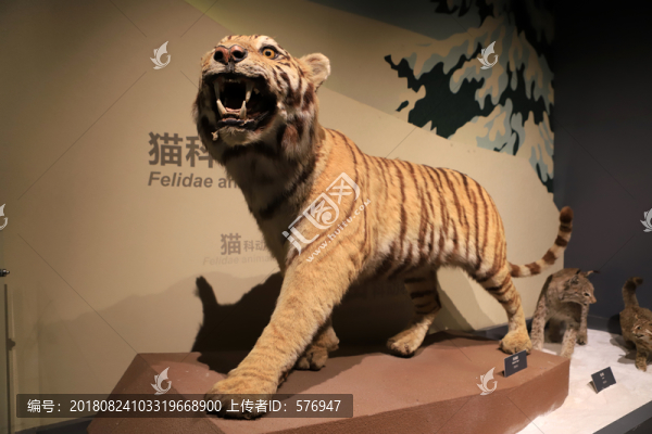 東北虎標(biāo)本