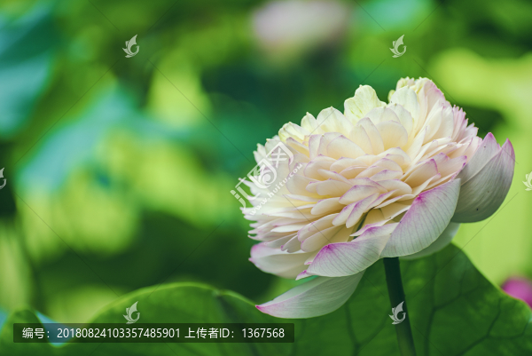 白色荷花